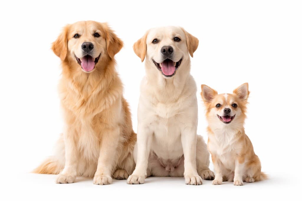 Hunde – gut versichert mit der passenden Hundekrankenversicherung